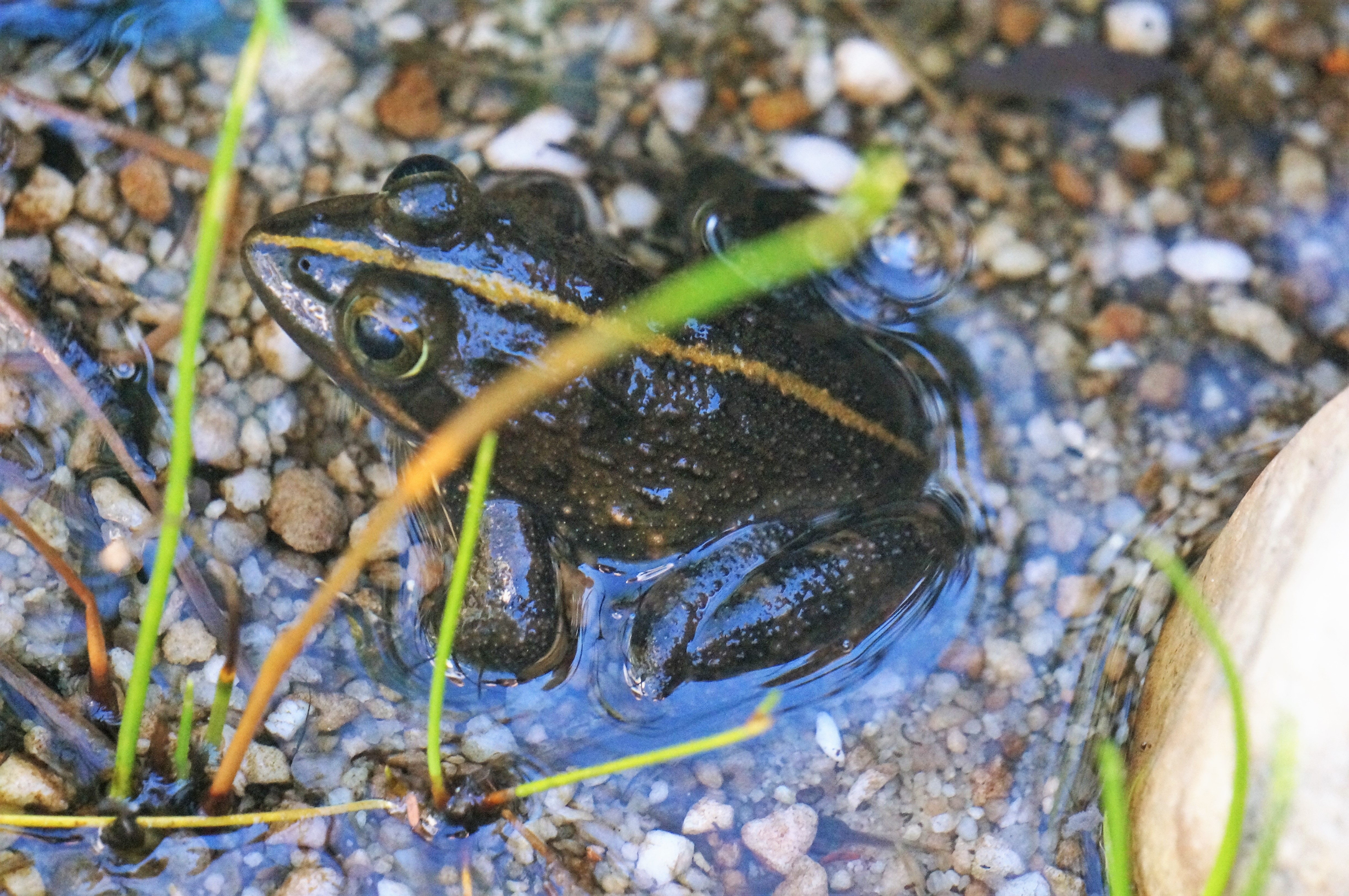 Bainskloof Moss Frog